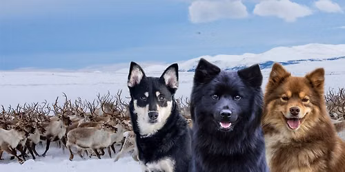 Lapphundspesial i Tr\u00f8ndelag