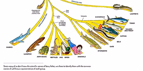 Evolution: A History of the Evolution of Vertebrates