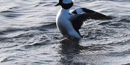 Lincoln City Bird Walk - Siletz Bay: Taft Waterfront and Siletz Bay