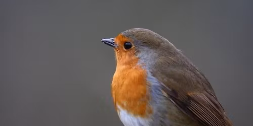 Introduction to Birdsong \ud83c\udfb6