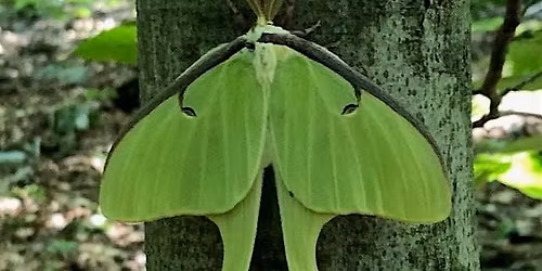 Marble Hill BioBlitz