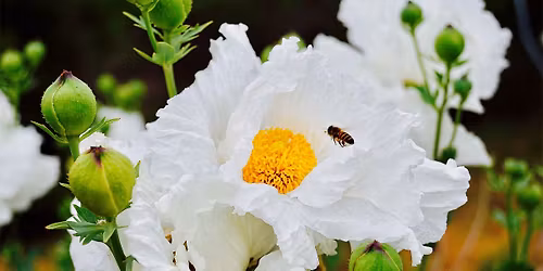 Pollinator Plants Beyond Milkweed with Lisa Fimiani