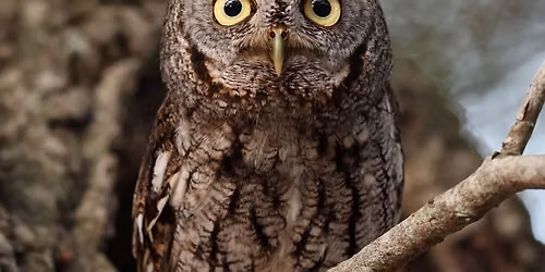 First Saturday - October: This Owl House