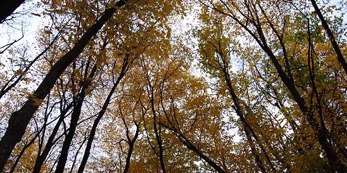 Las Kobiet - terapia le\u015bna w Ba\u017cantarni (Elbl\u0105g)