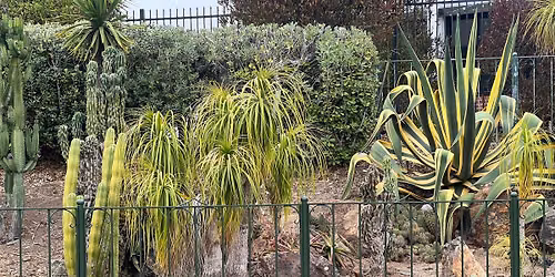 SF Succulent Garden Volunteers - Golden Gate Park Arizona Garden