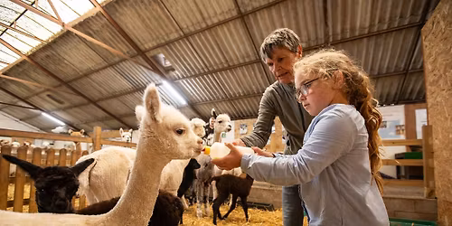 Rendez-vous Originaux - Visite en douceur d\u2019un \u00e9levage d\u2019alpagas