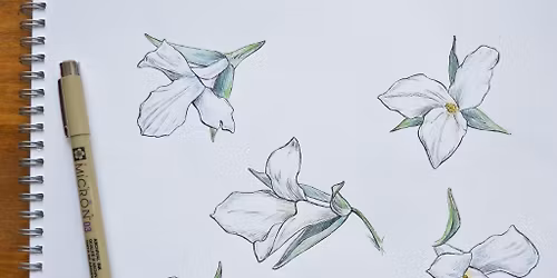 Sketching Spring Ephemerals with Alan Li in Toronto's High Park