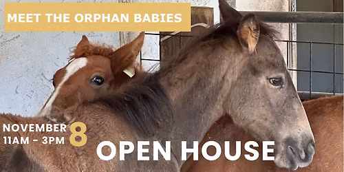 Meet The Orphan Foals
