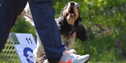Offisielt rallylydighetsstevne 3. november Klasse 1