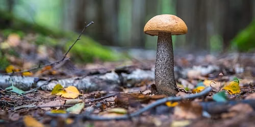 Sortie mycologique