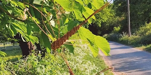 Dragonflies and Spirals