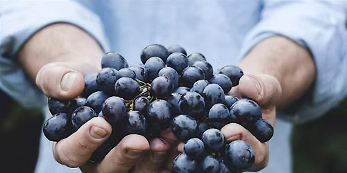 Luxury Vintage and Estate Red Wine and Cheese Tasting