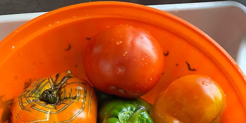 Weekly Free Meal + Groceries