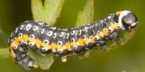 Paul Hill - Up Close and Personal - A Talk on Macro Photography