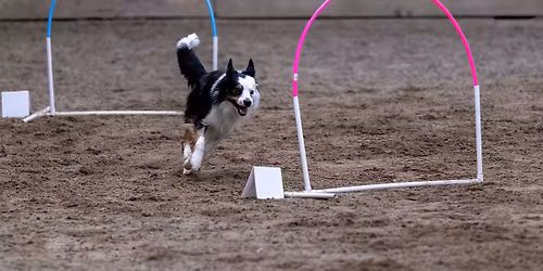 Canine Hoopers UK competition