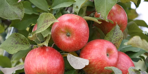 Annual Apple Festival