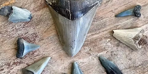 Black Flag Dive Center Shark Tooth Hunt