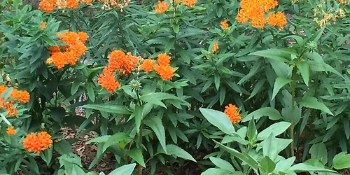 2nd Annual Pollinator Plant Giveaway with City of Charlotte Landscape Management