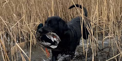 RCA AKC JUDGING SEMINAR