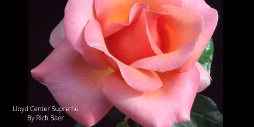 Portland Rose Society Spring Rose Show