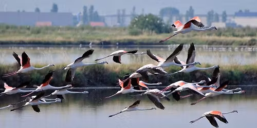 Approdo in Salina: birdwatching tra specchi d\u2019acqua e sentieri
