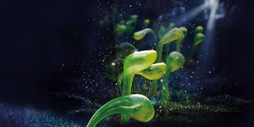 K\u0159i\u0161\u0165\u00e1lov\u00e1 zahrada \u2013 spojen\u00ed skla, sv\u011btla a hudby ve fantastick\u00fdch instalac\u00edch