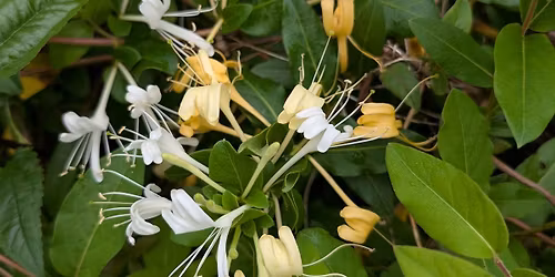 Nature Connection Sessions