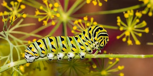 Bug Walk with Entomologist David Cappeart