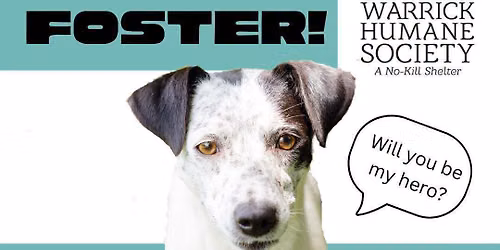 \ud83d\udcf8\ud83d\udc3e Foster to Forever: Helping Your Foster Get Adopted \ud83d\udc3e\ud83d\udcf8