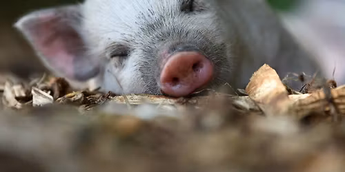 Pig Chill