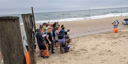Sea Turtle Shellebration