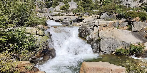 Wild Edible & Medicinal Plants of Shirley Canyon
