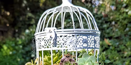 Artistic Succulent Birdcage
