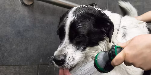 Dog Wash Nail Trim Event Cooper's Crossing Pet Valu