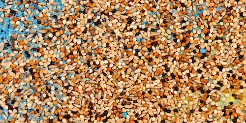 Garden Seed & Information Swap