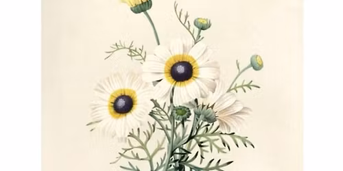 Picking Daisies: a Celebration of Poetry in Folk Music