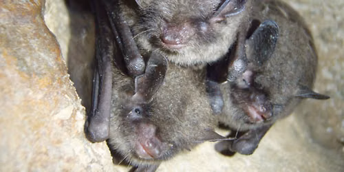 International Bat Week Hike