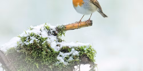 \ud83d\udc26 Yorkshire Robin Festival 2025 - Potteric Carr \u2744\ufe0f