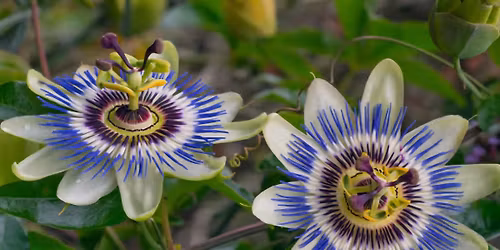 Passion Flower Power - Herbal medicine making class