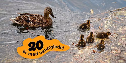 Fuglenes dag! Ringmerking og snekring