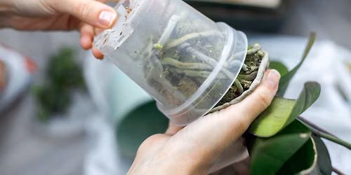 Orchid Repotting with the Niagara Frontier Orchid Society