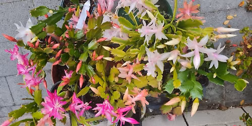 Monthly Plant Sale by Friends of Hamilton Gardens