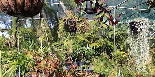 Join Us For Our First Seasonal Clearance  Plant Sale!