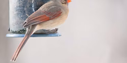 Backyard Winter Birds