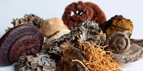 Mushroom Medicine Making Series