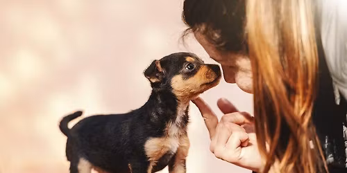 Socialisation Series - Stranger Socialisation