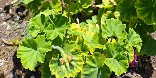 Sunday Garden Pop-Up \ud83c\udf3f\ud83c\udf3c