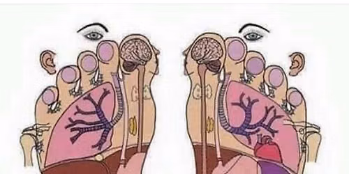 Diploma in Reflexology ( Fully accredited) 