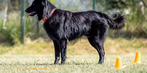 Letn\u00ed t\u00e1bor obedience, RO a dogdancing