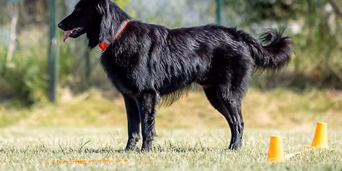 Letn\u00ed t\u00e1bor obedience, RO a dogdancing